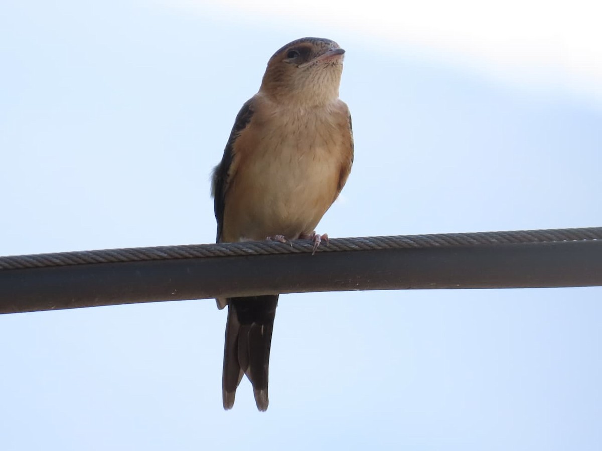 European Red-rumped Swallow - ML640618118