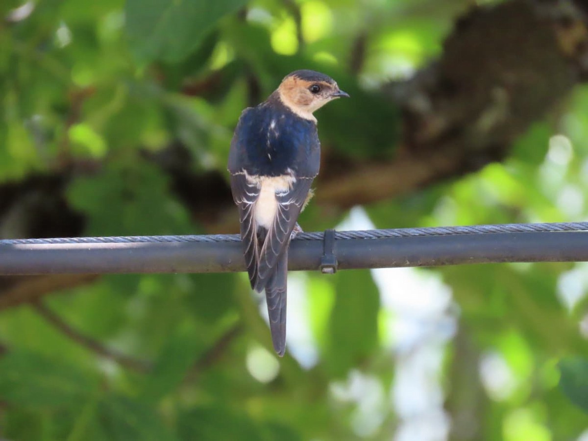 European Red-rumped Swallow - ML640618120