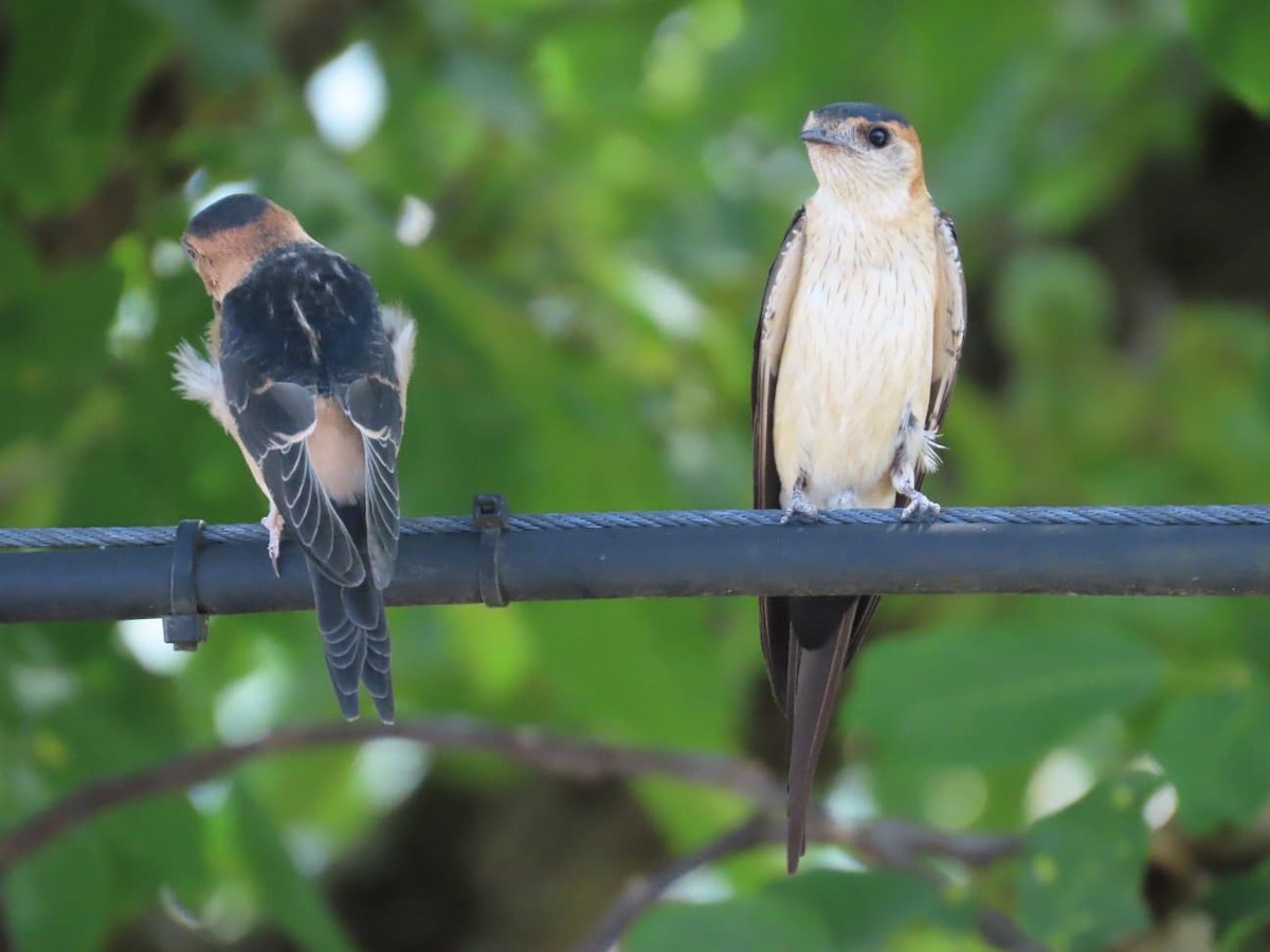 European Red-rumped Swallow - ML640618121