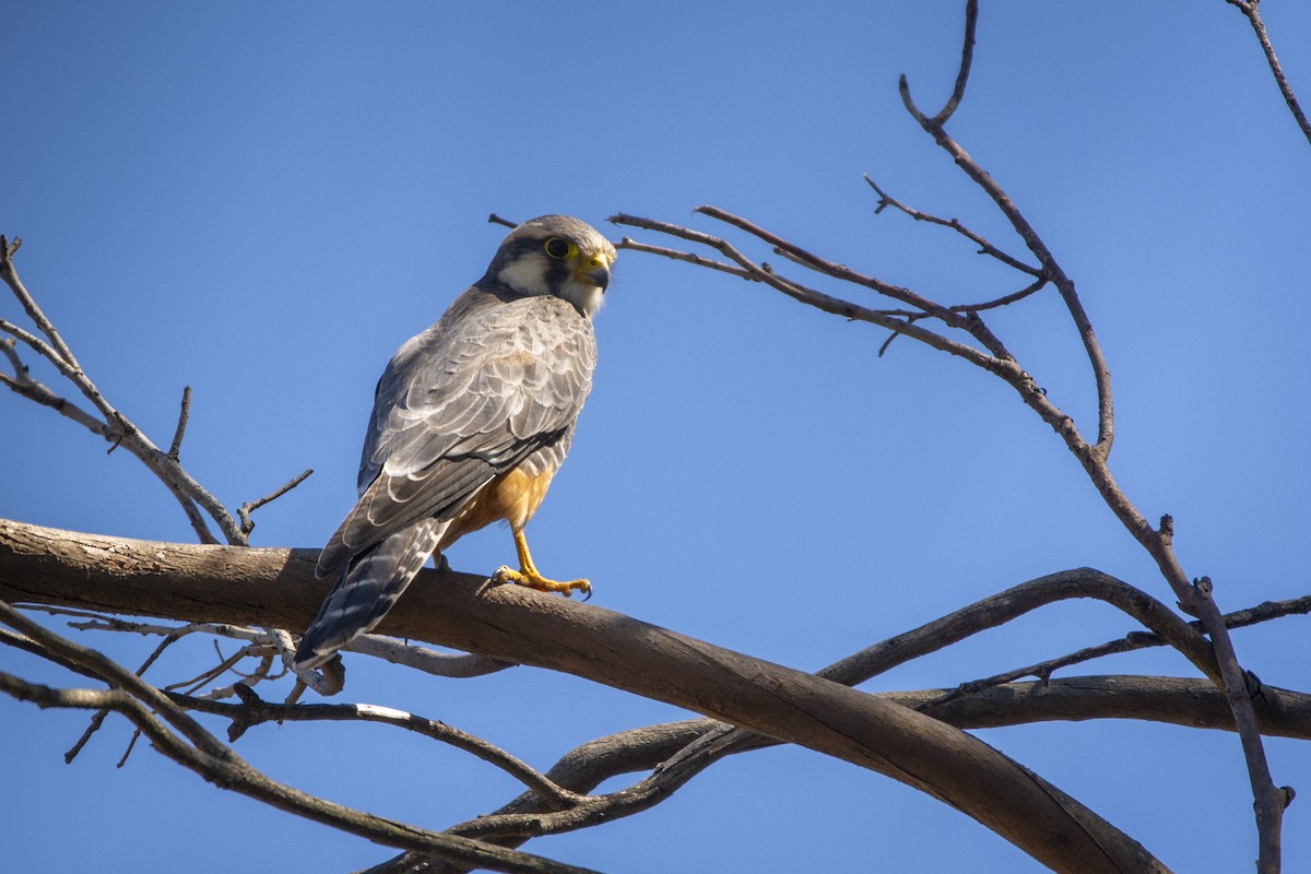 Aplomado Falcon - ML640618133