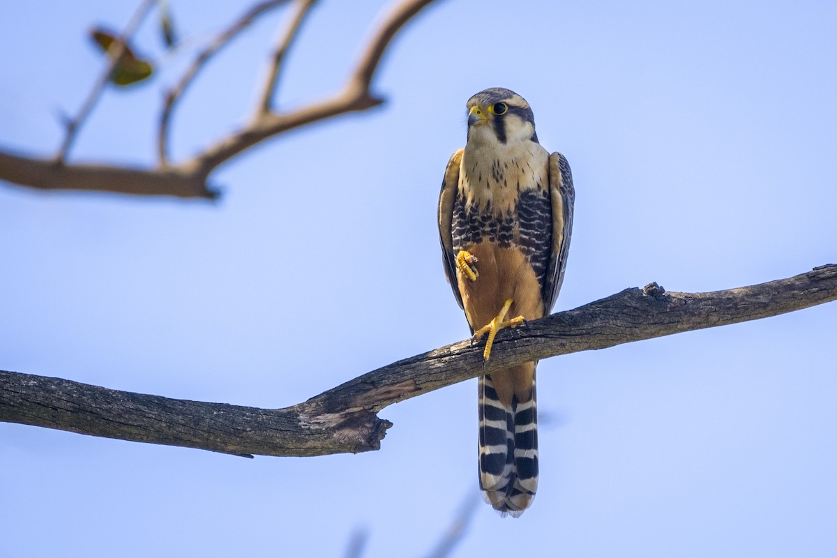 Aplomado Falcon - ML640618134