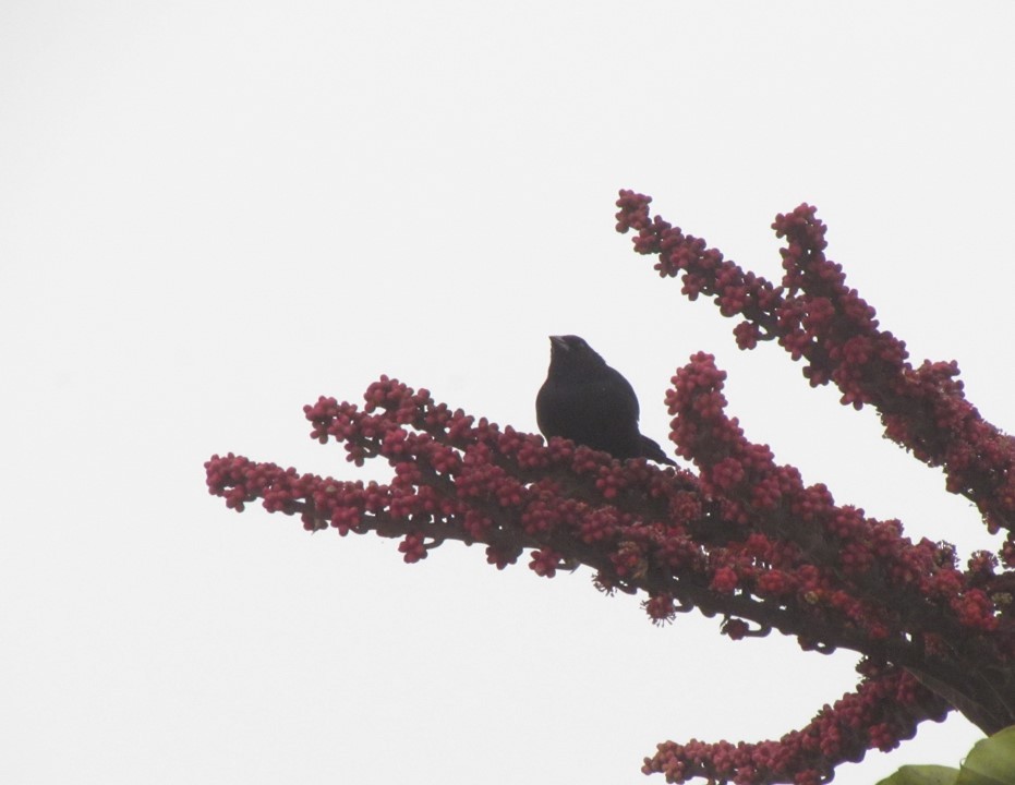 Scrub Blackbird - ML640618139