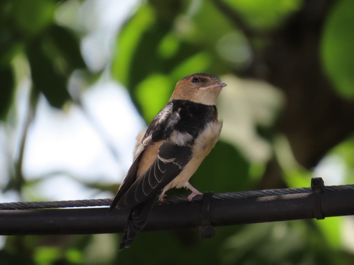 European Red-rumped Swallow - ML640618141