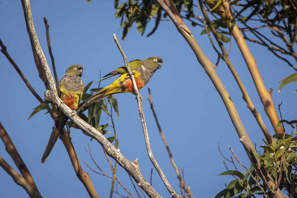 Burrowing Parakeet - ML640618143
