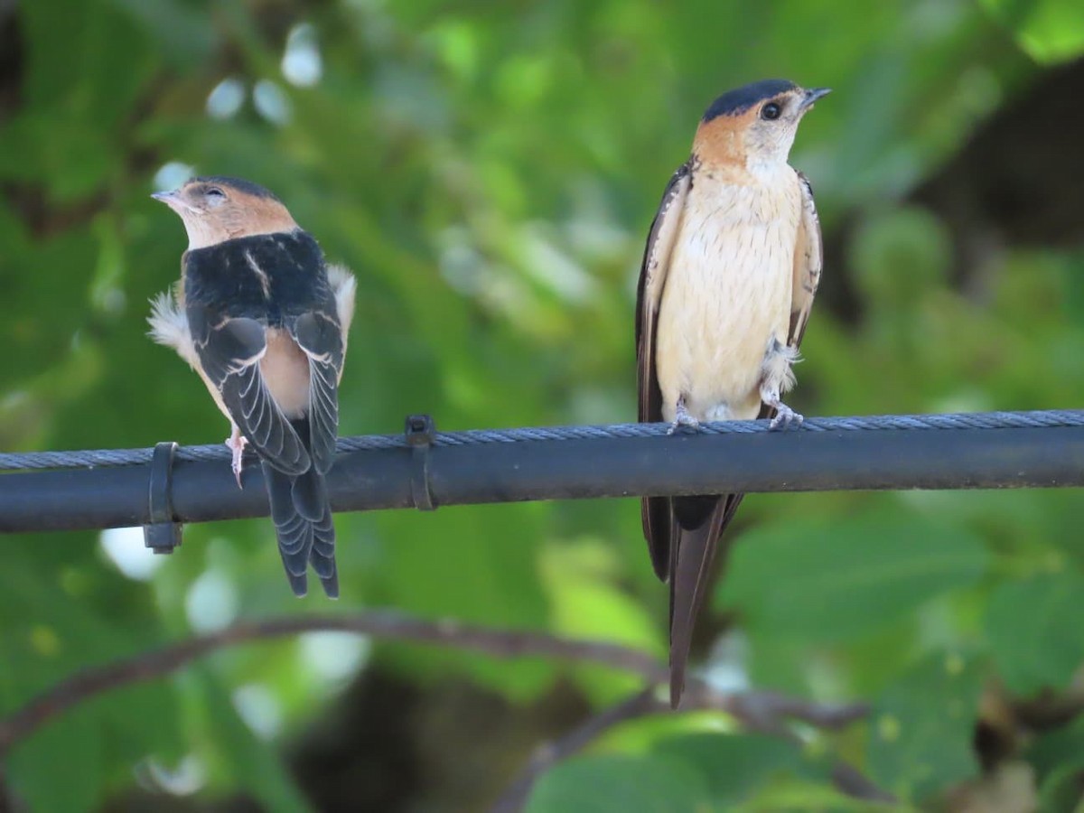 European Red-rumped Swallow - ML640618144