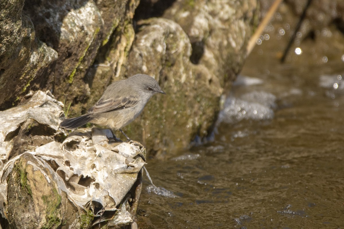 Sooty Tyrannulet - ML640618164