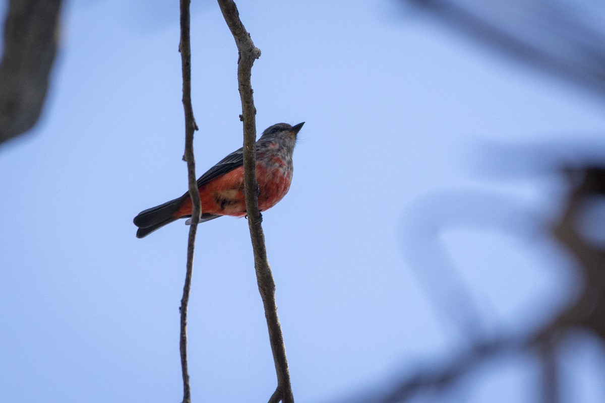 Vermilion Flycatcher - ML640618167