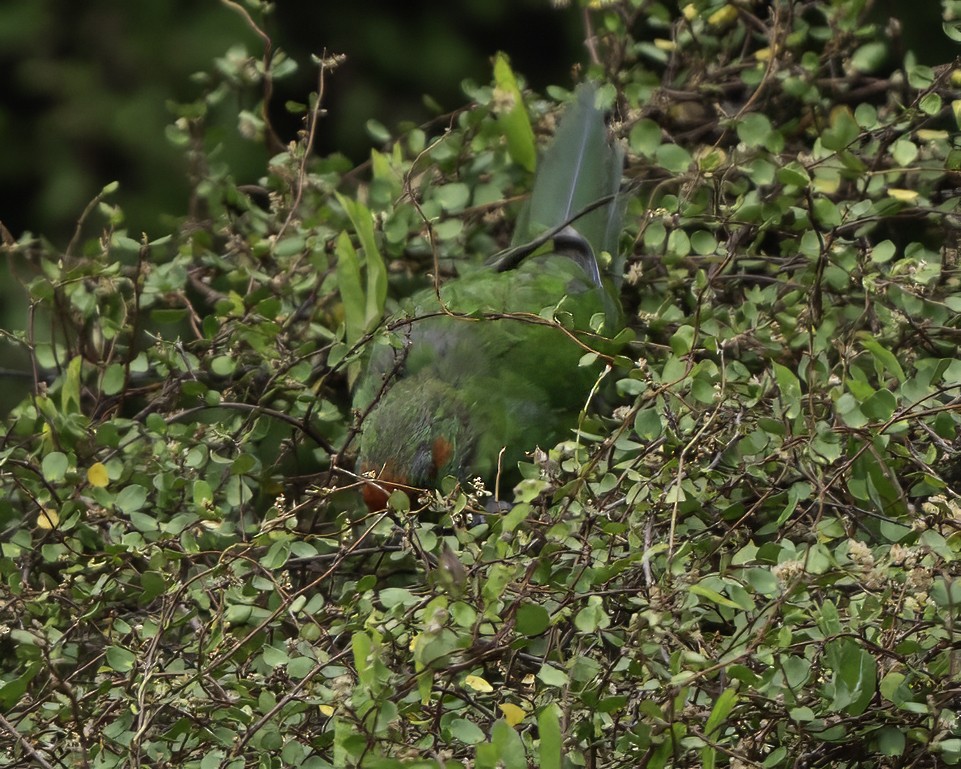 Red-crowned Parakeet - ML640618190