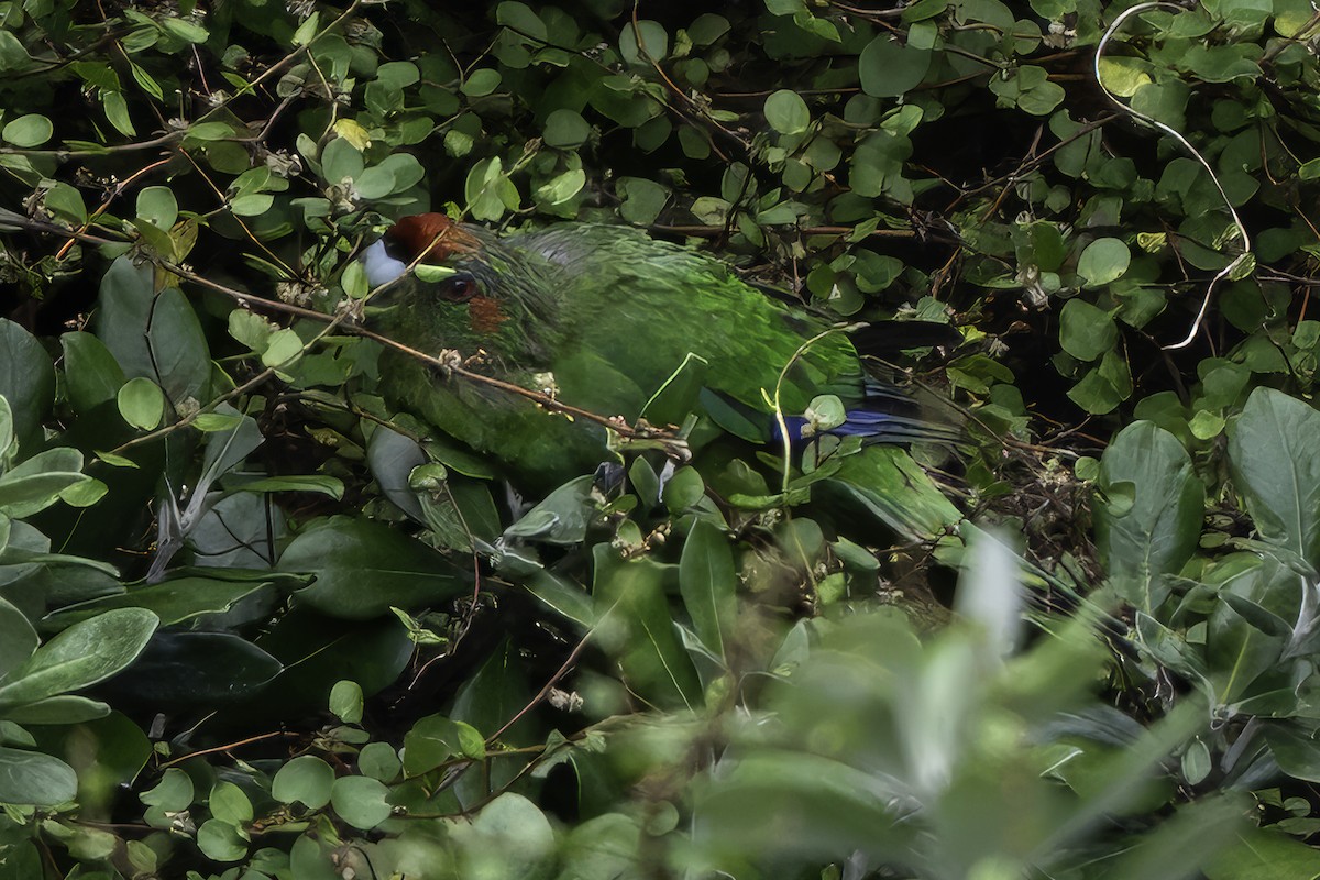 Red-crowned Parakeet - ML640618191