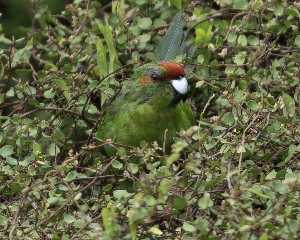 Red-crowned Parakeet - ML640618192