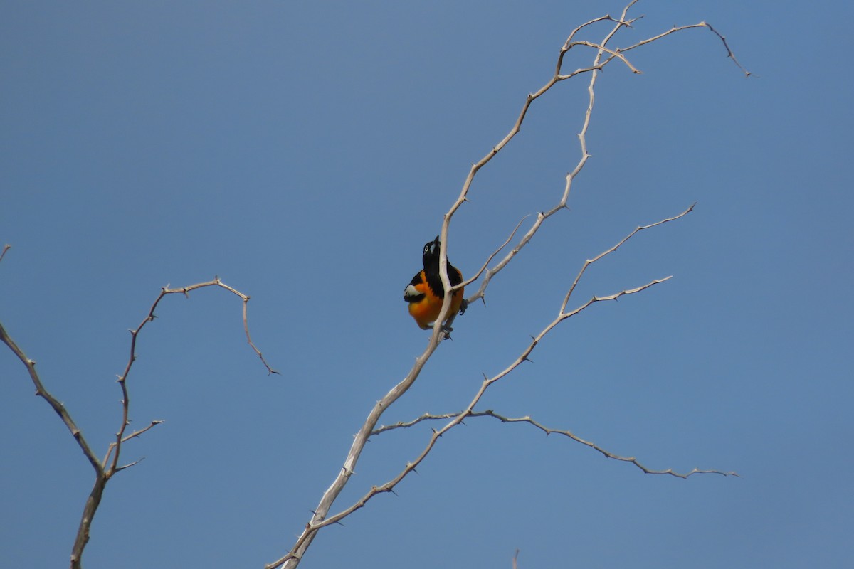 Venezuelan Troupial - ML640618194