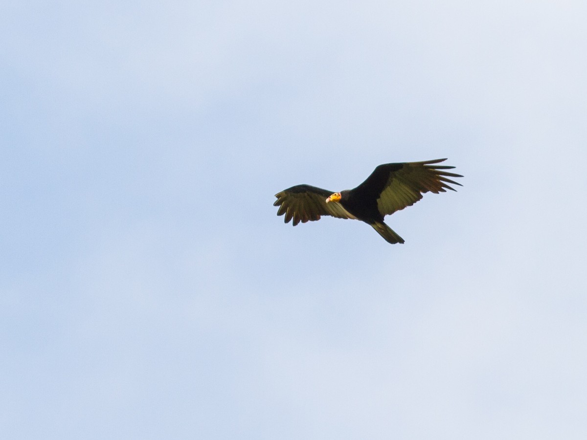 Greater Yellow-headed Vulture - ML640618220
