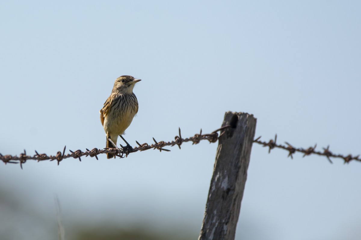 Spectacled Tyrant - ML640618230
