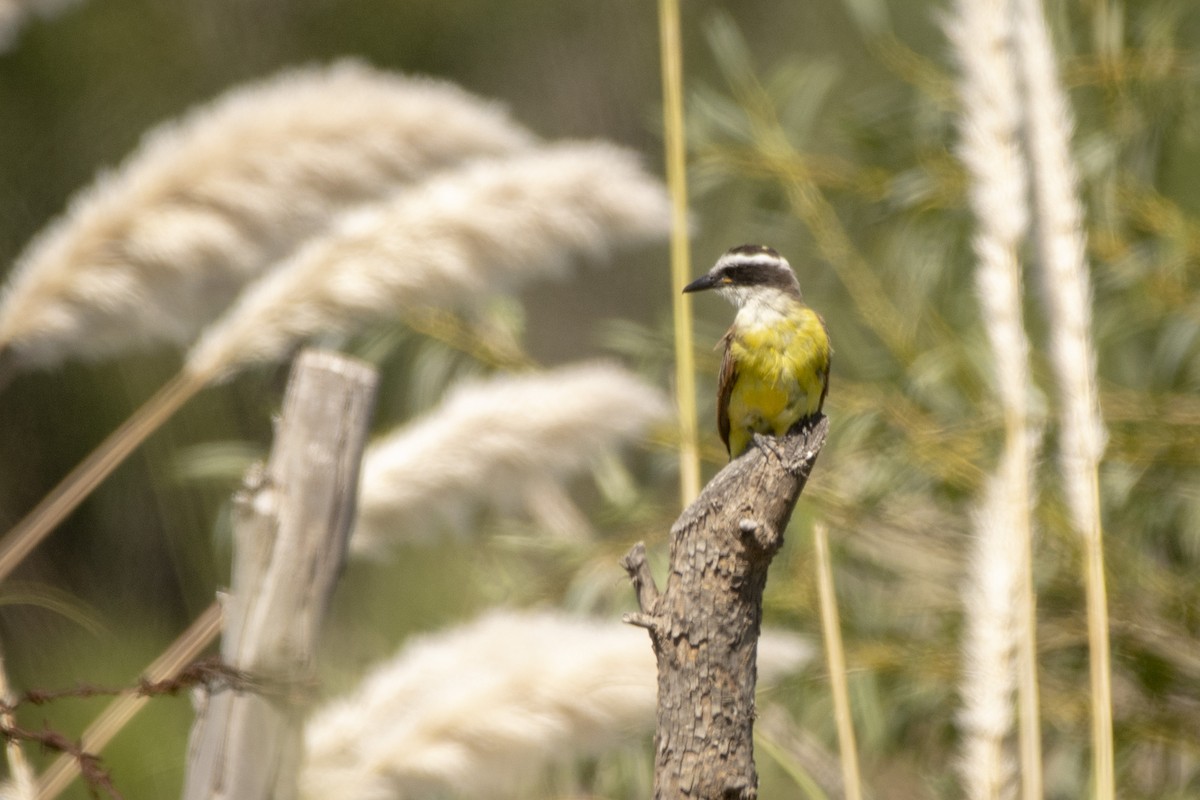 Great Kiskadee - ML640618238