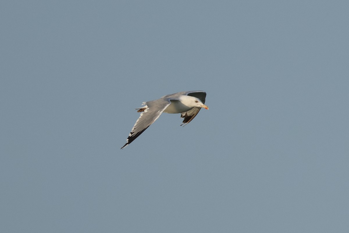Yellow-legged Gull - ML640618239