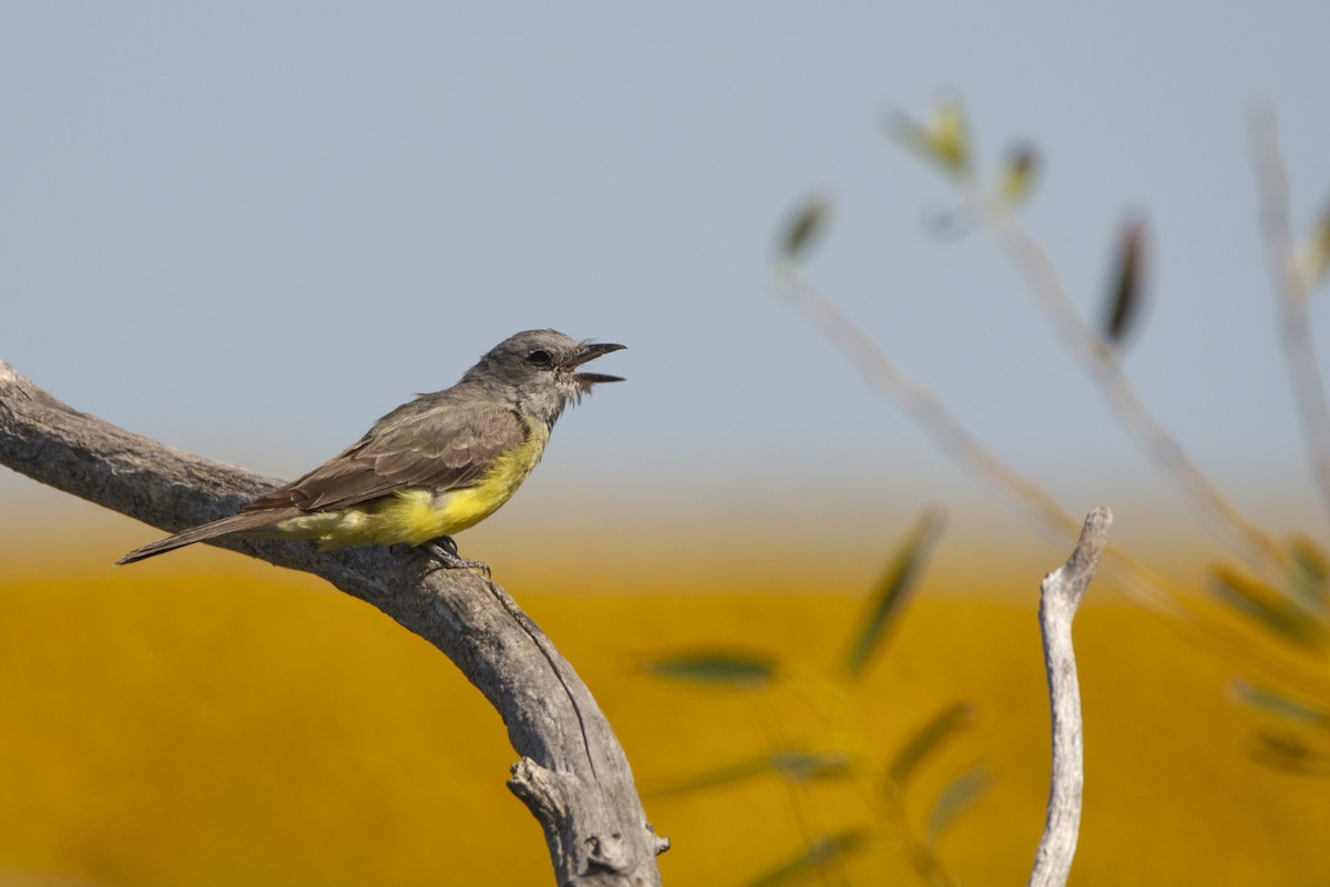 Tropical Kingbird - ML640618242
