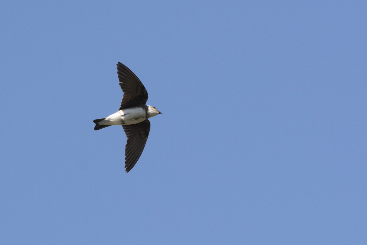 Brown-chested Martin - ML640618246