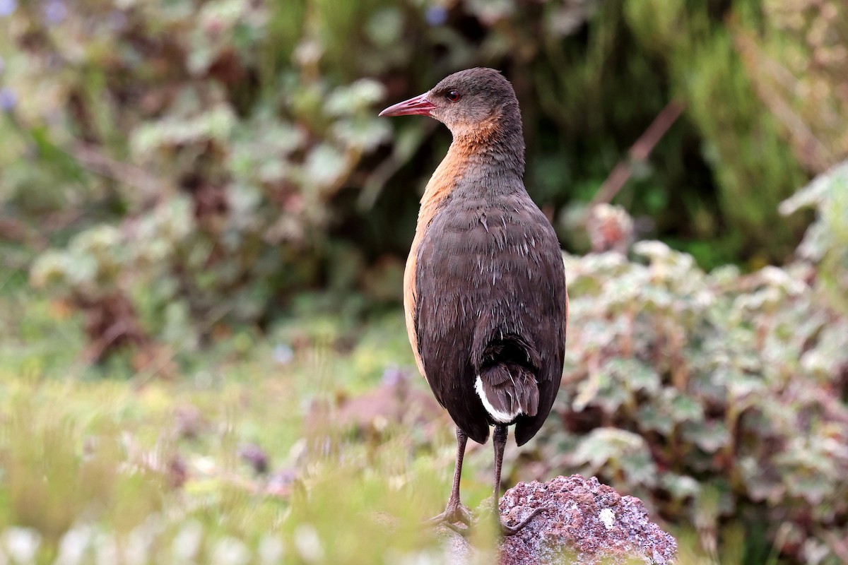 Rouget's Rail - ML640618250