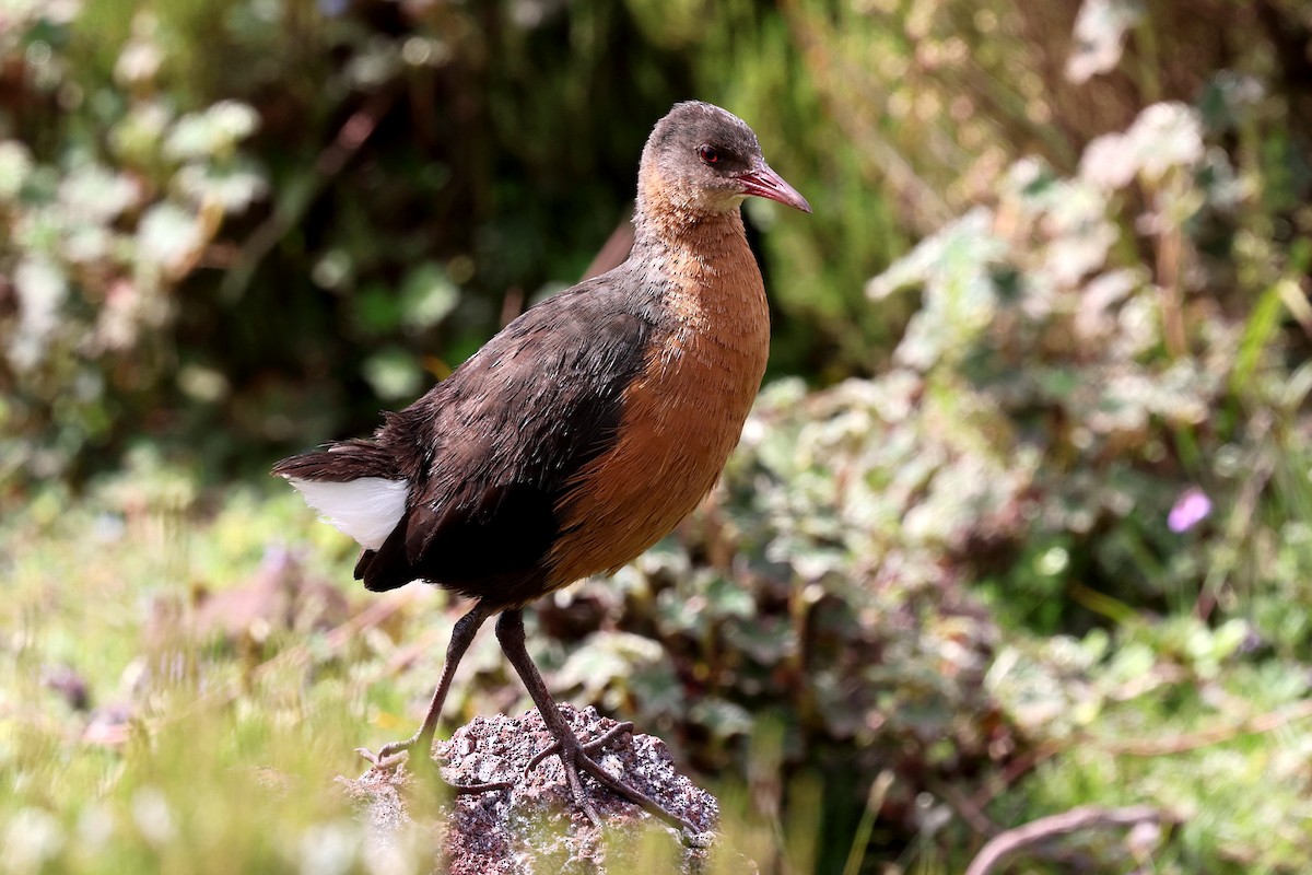 Rouget's Rail - ML640618253