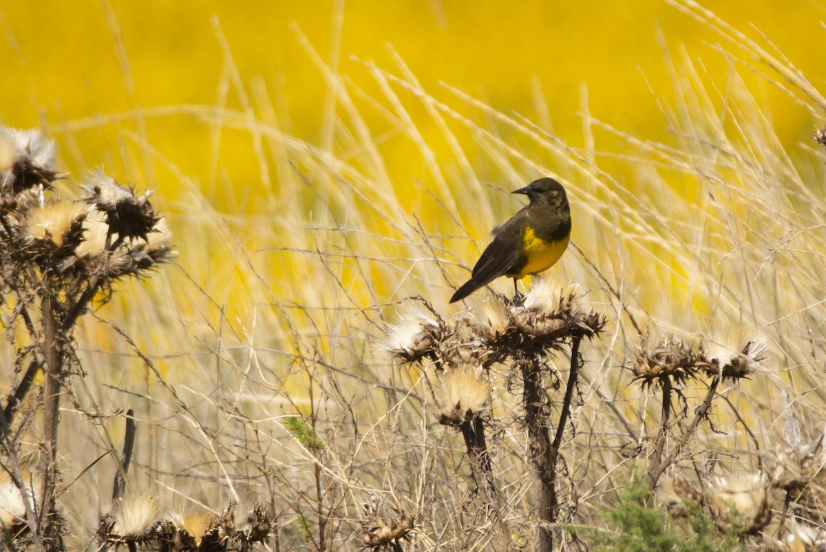 Brown-and-yellow Marshbird - ML640618271