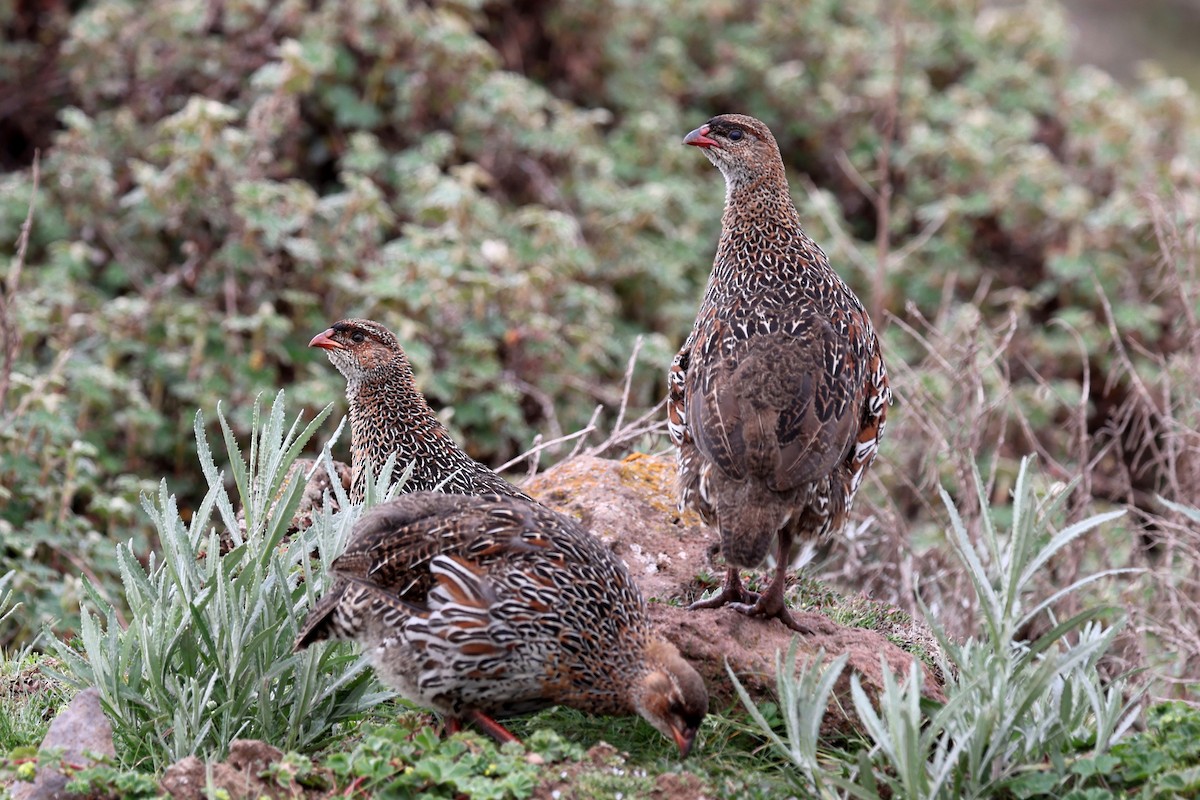 Chestnut-naped Spurfowl - ML640618281