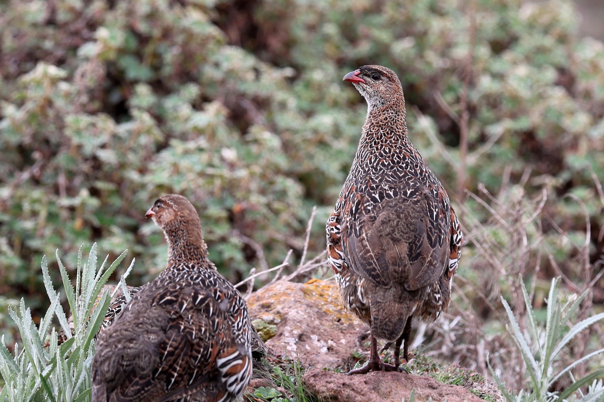 Chestnut-naped Spurfowl - ML640618284