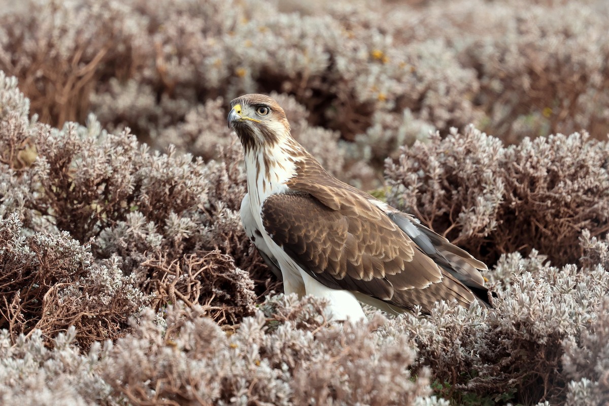 Busardo Augur Oriental - ML640618289