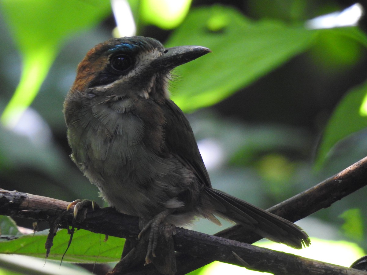 Tody Motmot - ML640618374