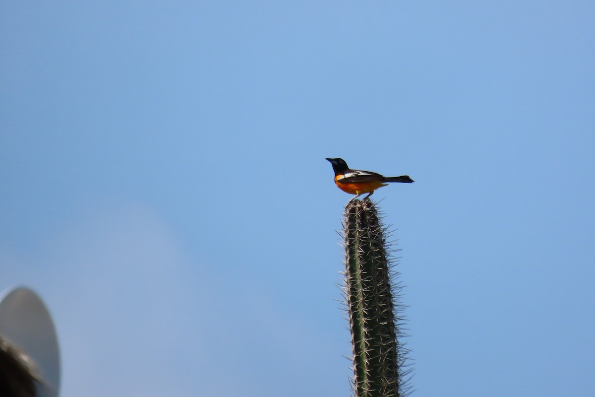 Venezuelan Troupial - ML640618379