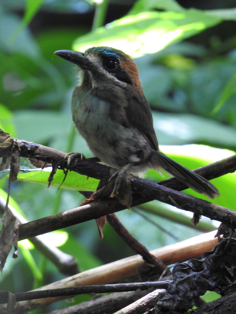 Tody Motmot - ML640618398