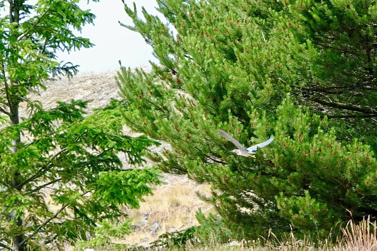 volavka zelenavá - ML640618482