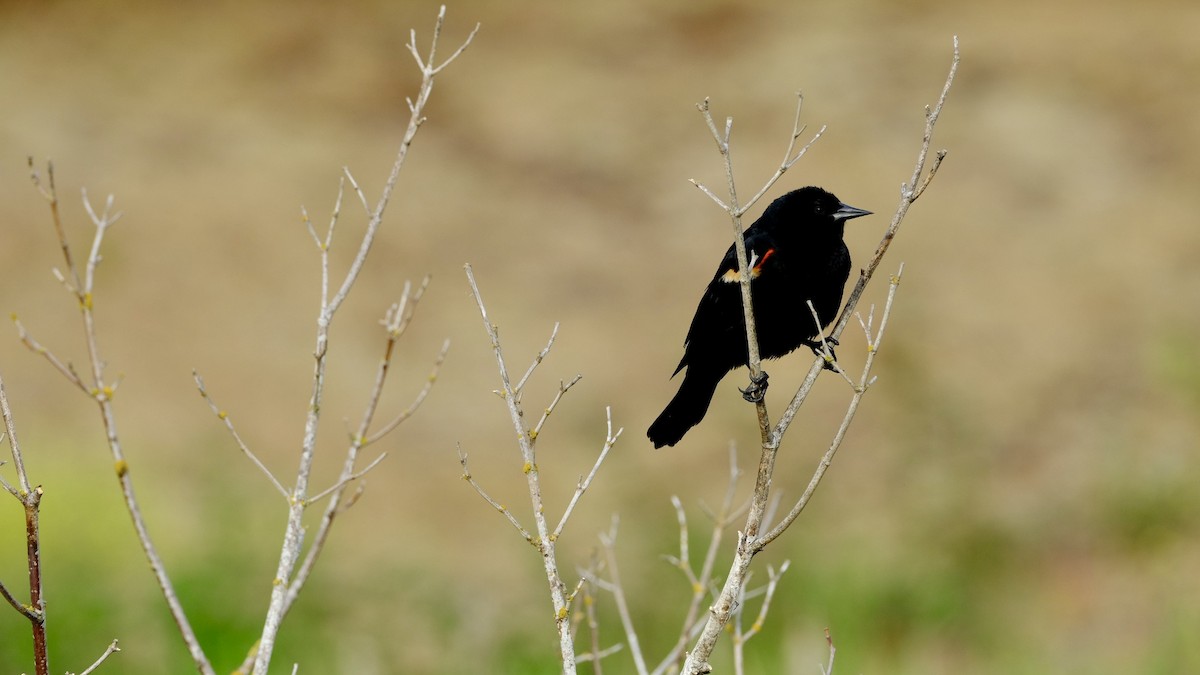 vlhovec červenokřídlý - ML640618508