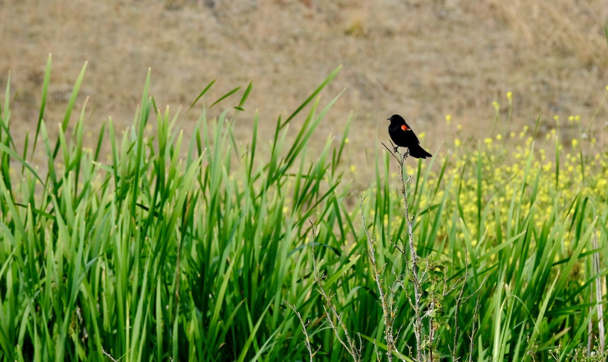 vlhovec červenokřídlý - ML640618509