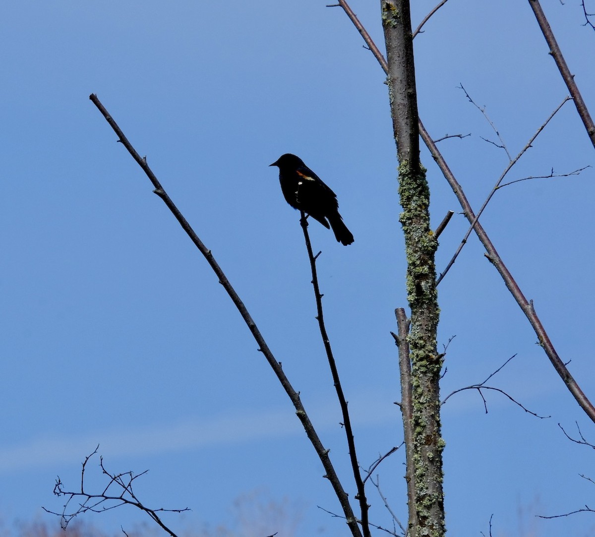 vlhovec červenokřídlý - ML640618511