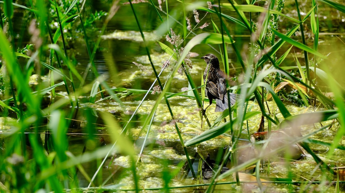 vlhovec červenokřídlý - ML640618512