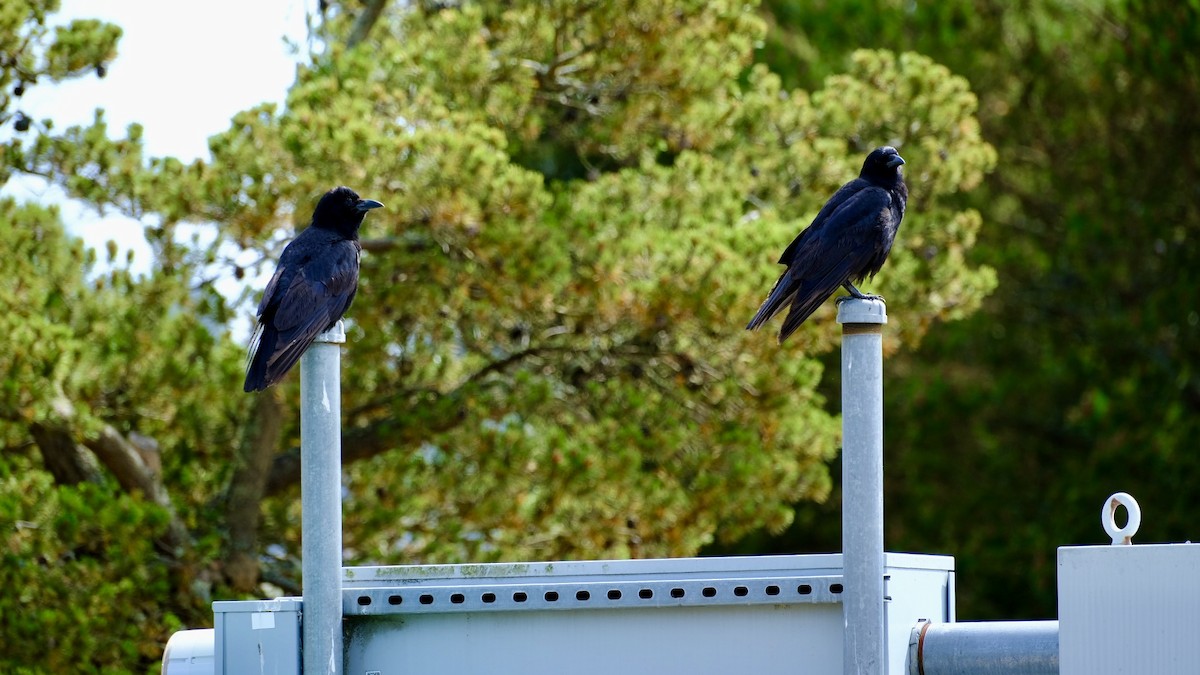 vrána americká - ML640618517