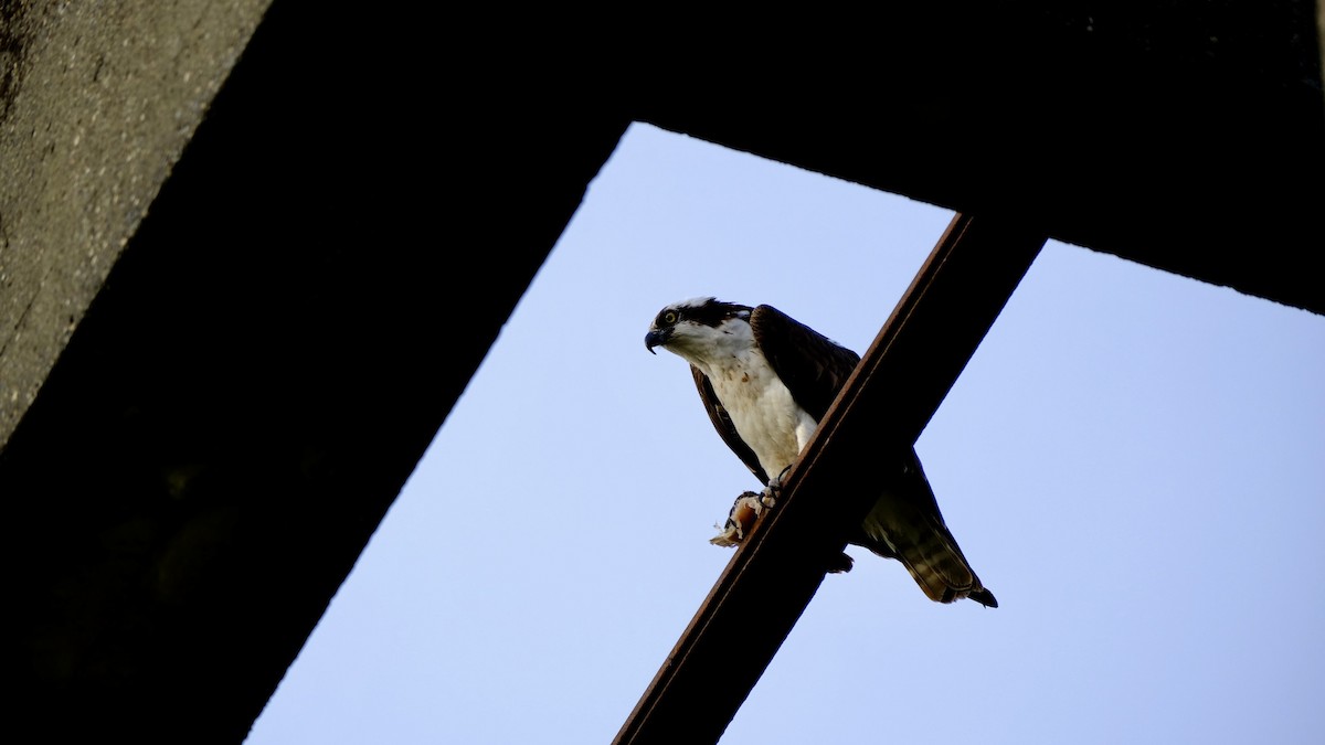 orlovec říční - ML640618539