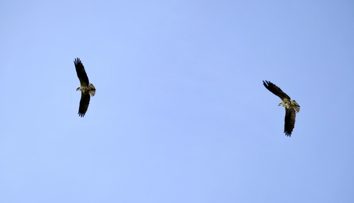 orlovec říční - ML640618540