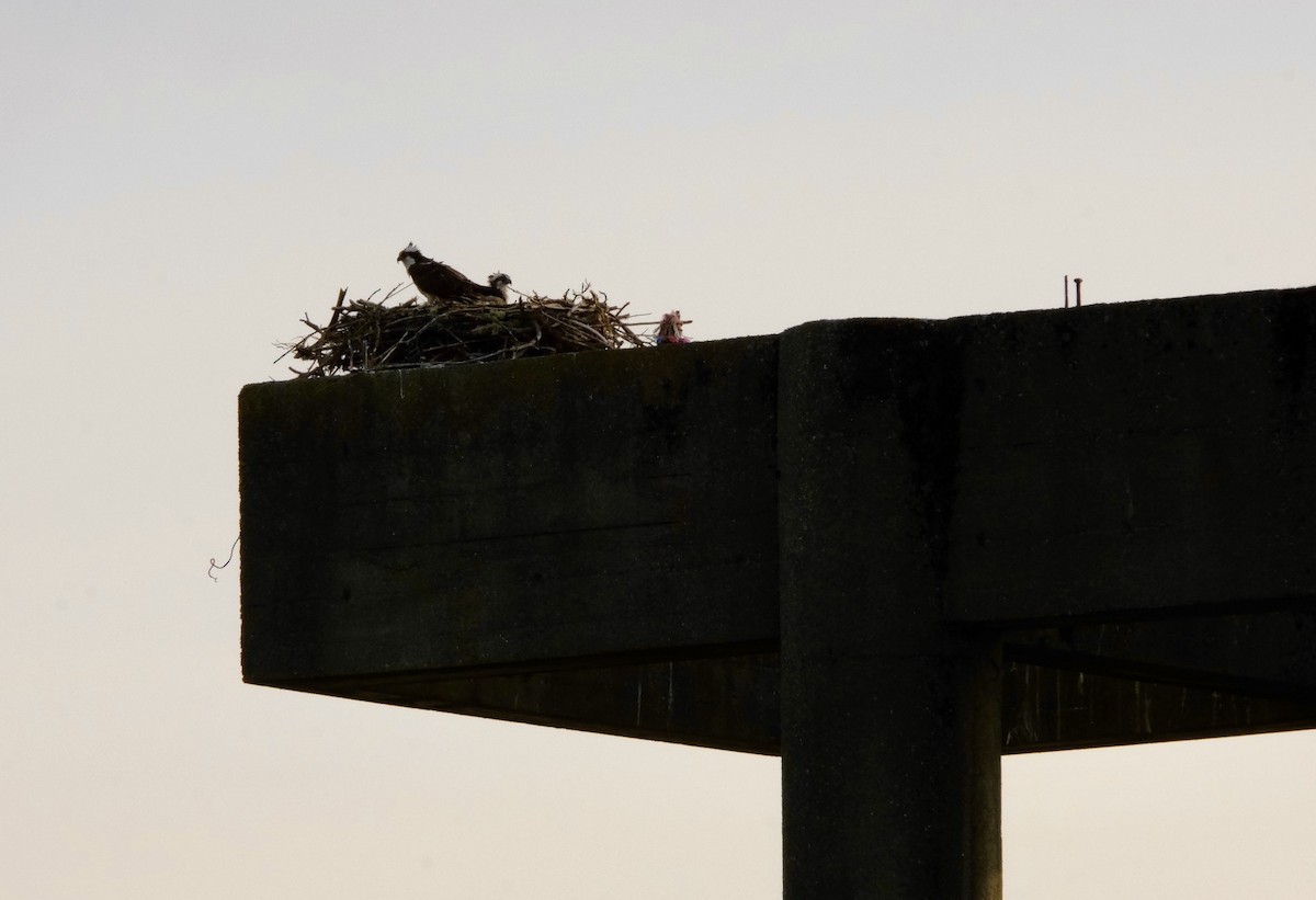 orlovec říční - ML640618541