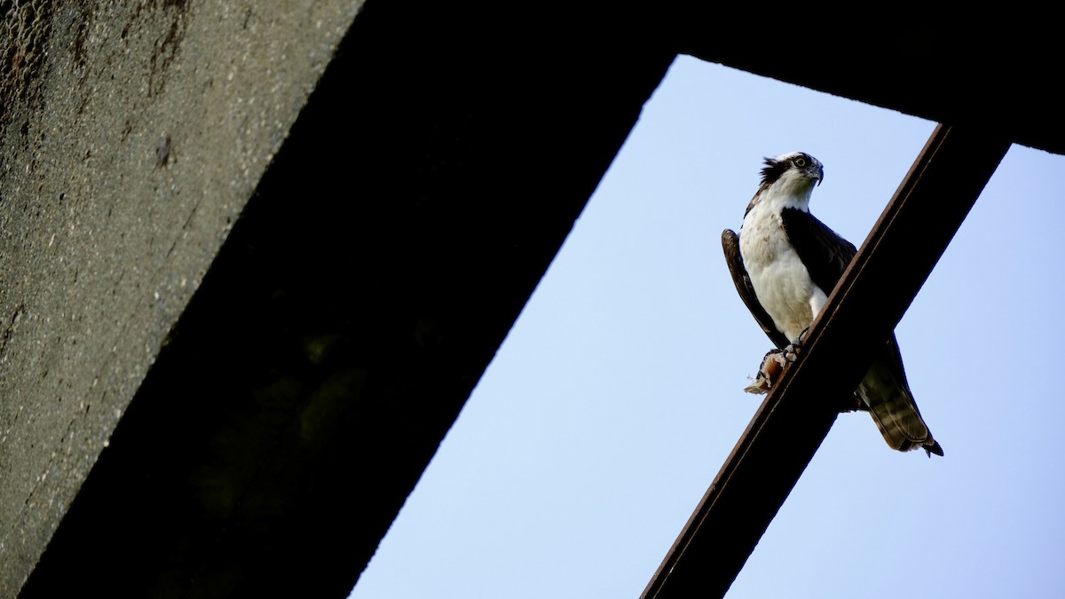 orlovec říční - ML640618542