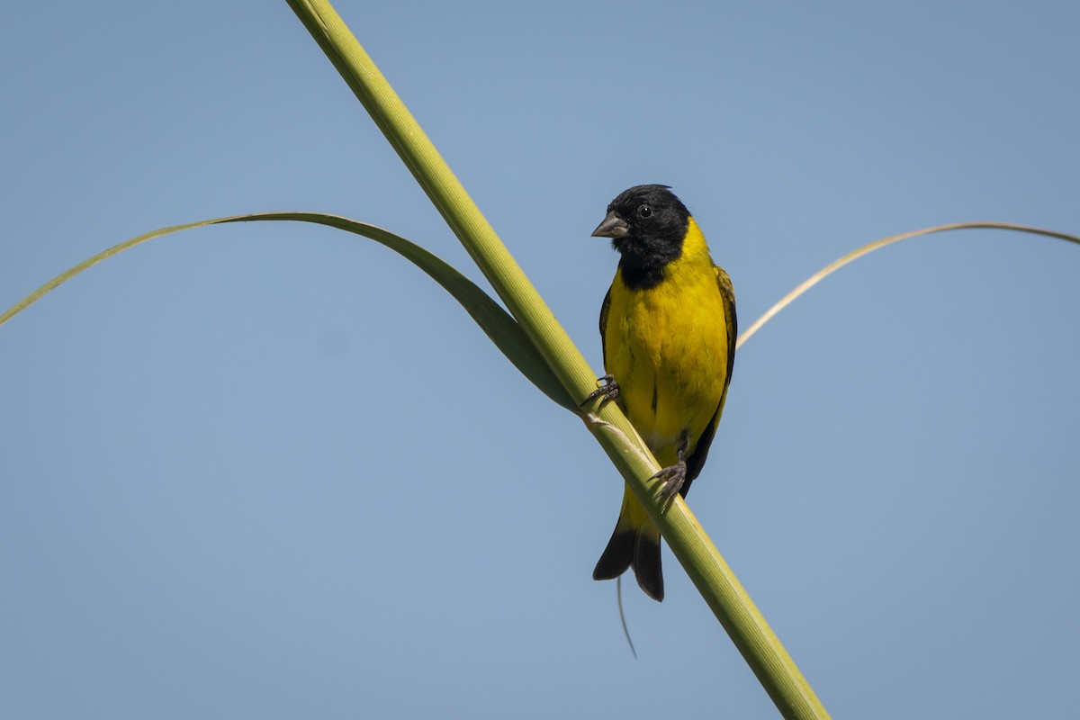 Hooded Siskin - ML640618633