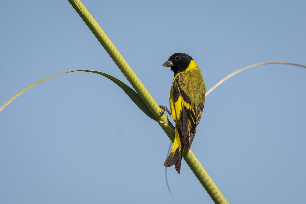 Hooded Siskin - ML640618634