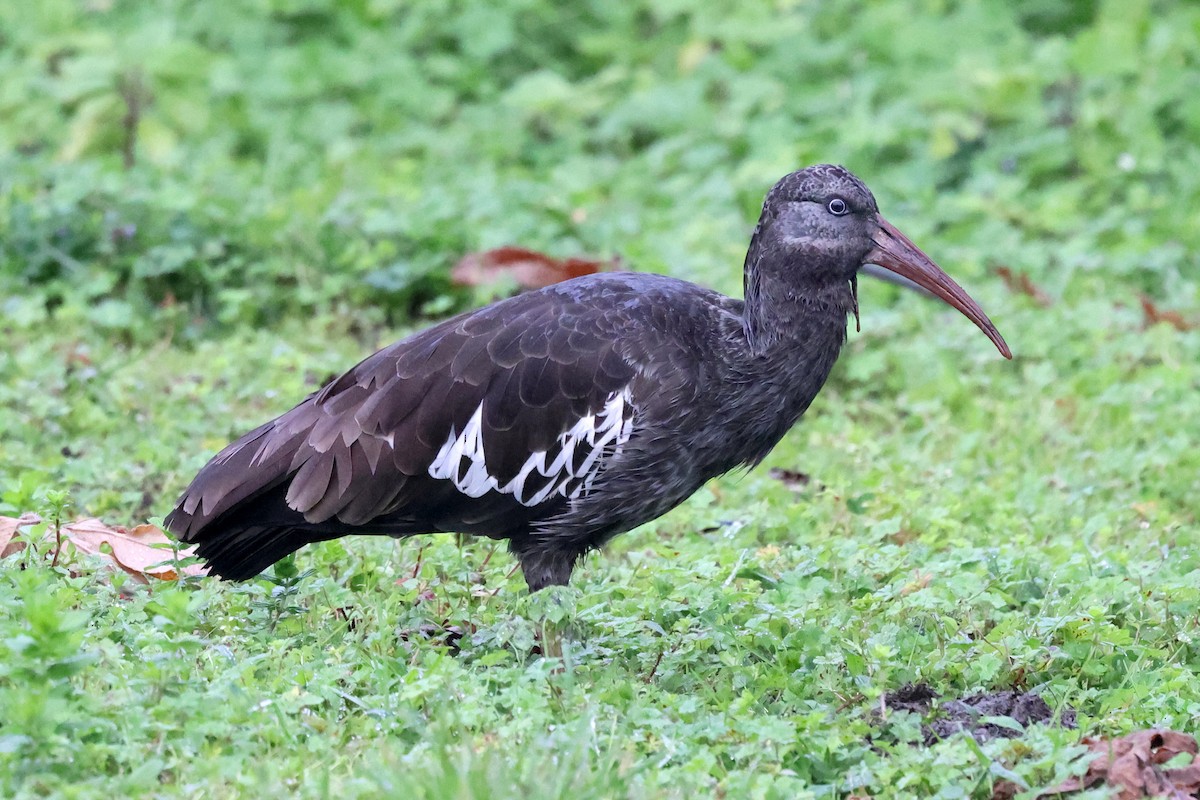 Ibis caronculé - ML640618645