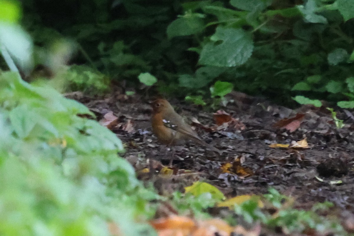 Zorzal de Piaggi - ML640618655