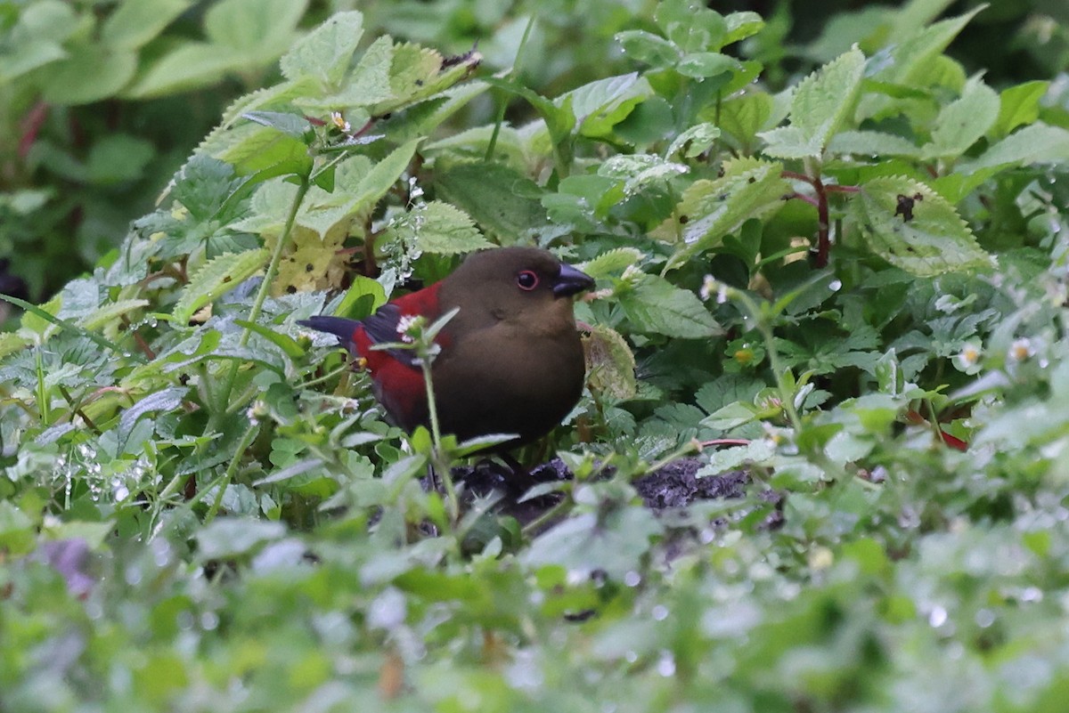 Estrilda de Salvadori - ML640618684
