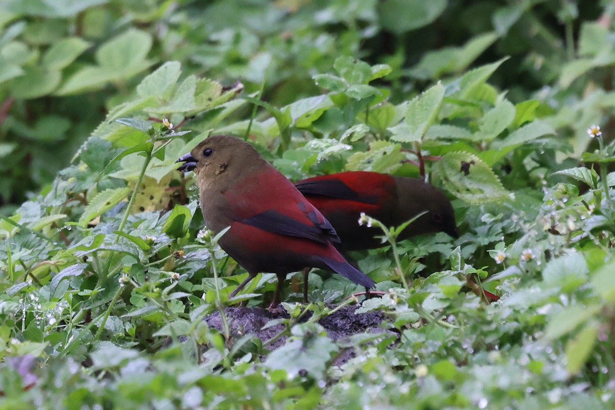 Estrilda de Salvadori - ML640618686