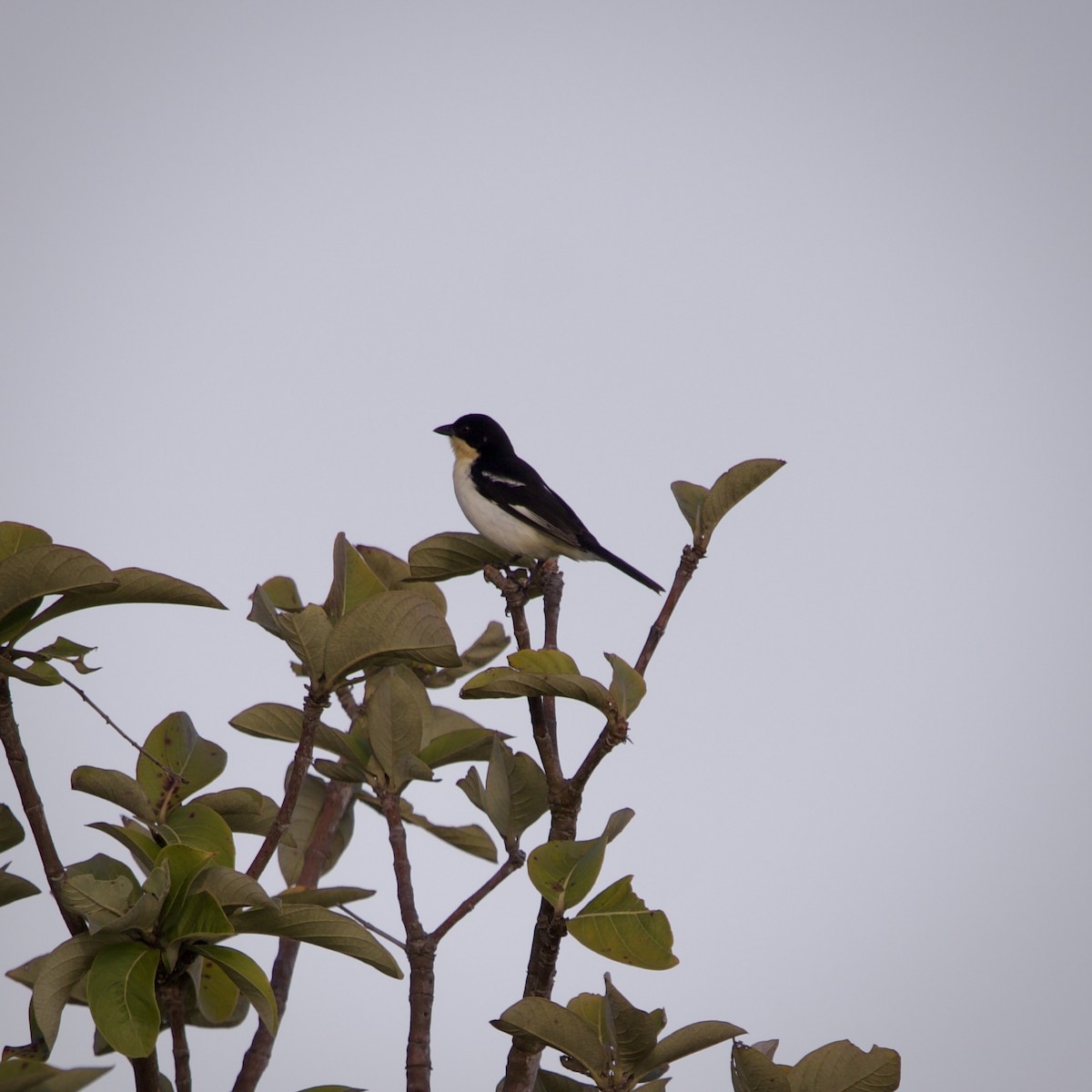 White-rumped Tanager - ML640618687
