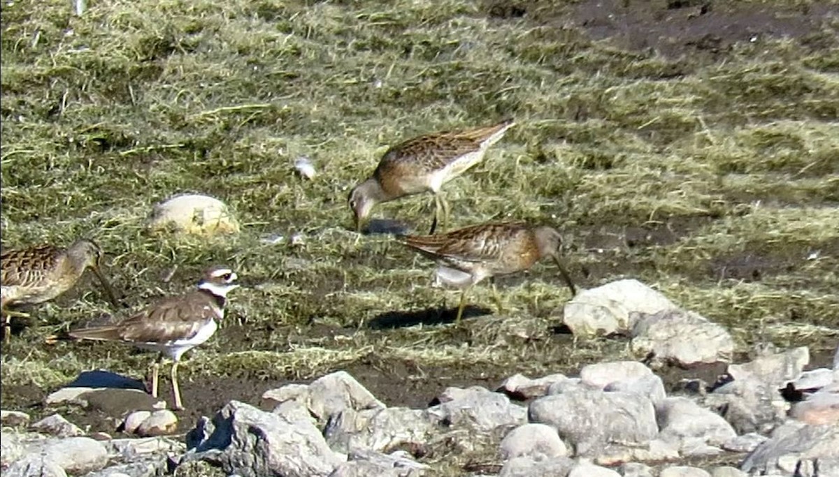 Short-billed Dowitcher - ML640618766