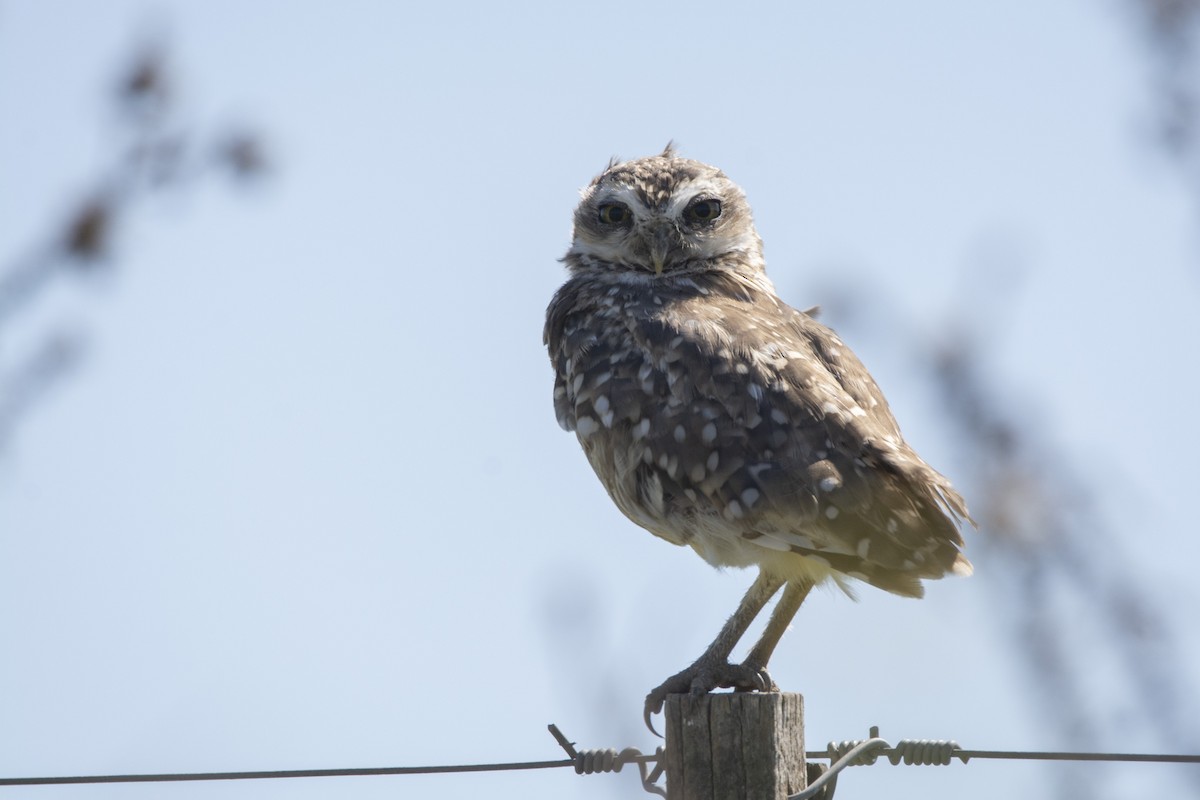 Burrowing Owl - ML640618771