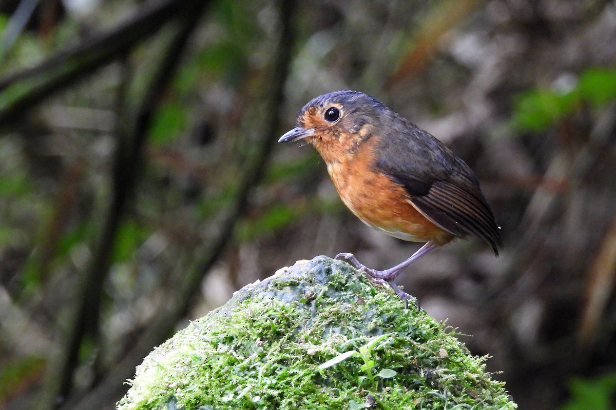 Slate-crowned Antpitta - ML640618778